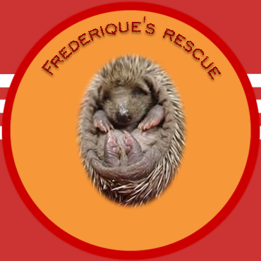 Click on the hedgehog to read the full story of the rescue efforts on 4 little and very cute hedgehogs.